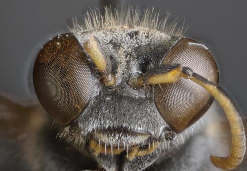 Bembecinus insulanus